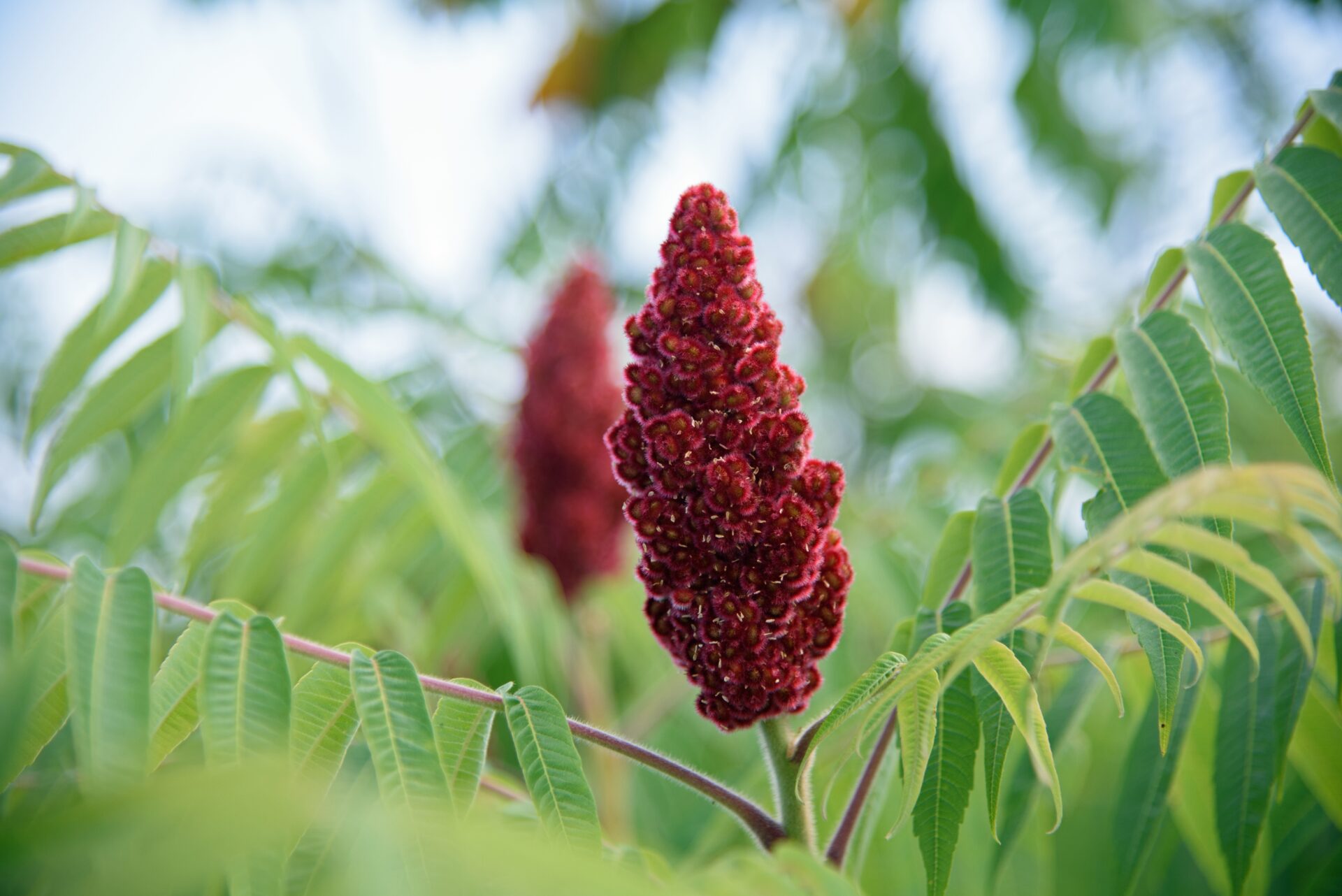 Scopriamo il sommacco: una spezia tipica della cucina siciliana