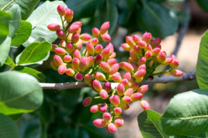 Pistacchio di Bronte